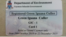 DOE releases more info on Green Iguana Cull