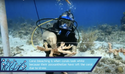 CCMI To Take Local Students Underwater to Explore Coral Reefs