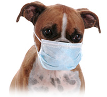 Parvo Virus Outbreak in Grand Cayman