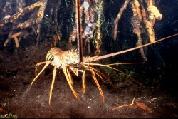 The Cayman Islands Lobster Fishing Season Closes Today