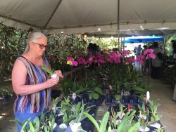 Orchid Show Set to Shine