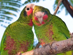 Hurricane season increases threat to national bird