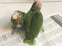Protect our Parrots amnesty programme