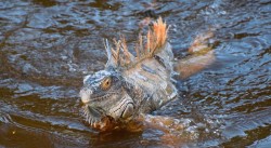 Green Iguana surveys for 2019 complete