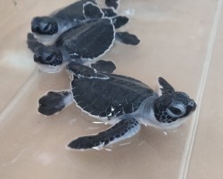 First turtle hatchlings for the season at Cayman Turtle Centre