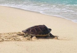 Governor attends Turtle Centre Release to celebrate World Sea Turtle Day