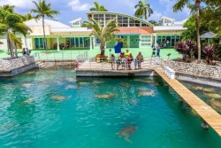 Cayman Turtle Centre announces reopening