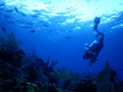 Upcoming reef lecture: Two Decades of Resilience on the Reefs of Little Cayman