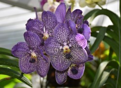 Botanic Park hosts Orchid Sale