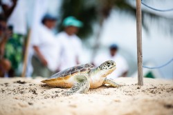 Cayman Turtle Centre announces close of very successful captive breeding season