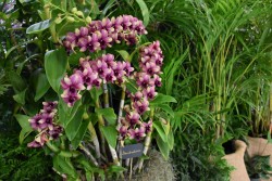 Botanic Park Orchid Show and Sale is Back
