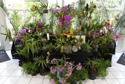 Botanic Park Orchid Show & Sale: A Springtime Oasis