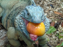 Blue Iguana Gardens