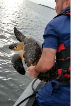 Good Samaritans Assist the Coast Guard in the Rescue of Endangered Turtle Species
