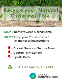 Recycle Your Natural Christmas Tree 2022