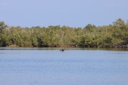 Cabinet approves protection plans for Meagre Bay Pond and Sybil’s Crownbeard