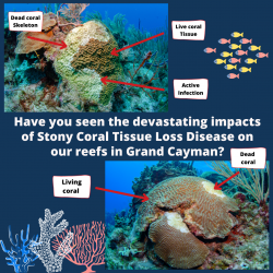 Stop the spread of Stony Coral Tissue Loss Disease (SCTLD) this Easter