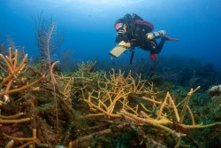 CCMI coral restoration research programme receives boost from RESEMBID grant