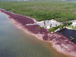 Government responds to North Sound Sargassum influx