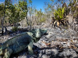 Darwin Plus R10 funding secured to help Cayman’s threatened wildlife