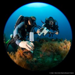 CCMI Scientists Dive Deep to Study Coral Adaptation