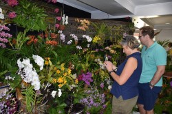 Two-day Orchid Show and Sale aims to raise funds for orchid conservation