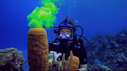 Reefs Go Live launches for 5th season