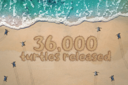 Cayman Turtle Conservation and Education Centre Reaches a New Milestone