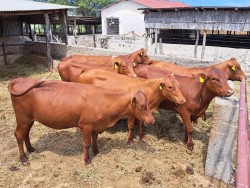 22 Red Poll Cattle Imported under Livestock Development Programme