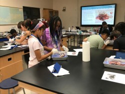 Igniting Curiosity: UCCI's 7th Annual STEM Camp Introduces Lionfish Dissection and Energy Audit Workshops to Young Minds
