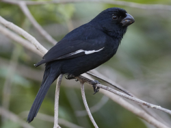 The Grand Cayman Bullfinch: local bird now awarded full endemic species status