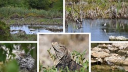 Sesuvium Marsh Habitat Land Acquisition