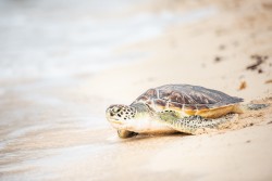 Spectators Gather for Annual Pirates Week Turtle Release