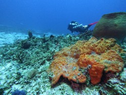 Halfway Through Expedition Hope: Do Offshore Seamounts Mean Good News for Cayman’s Coral Reefs?