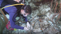 CCMI RESEMBID Project Reveals the Crucial Role of Diversity in Coral Restoration and Climate Change Resilience