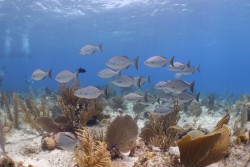CCMI Scientific Publication Reveals the Negative Impact of Sound on Fish in Grand Cayman