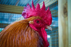 55th Agriculture Show: "Food Security – Everybody’s Business"