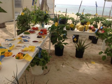 Little Cayman's Agriculture Show