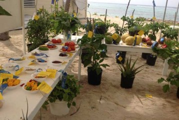 Display at the Little Cayman Agriculture Show May 3, 2014.