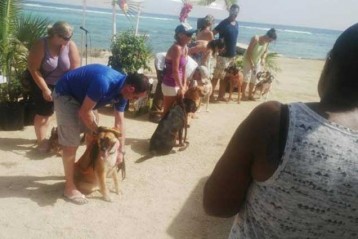 Dog Show at the Little Cayman Agriculture Show.