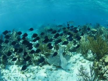 CCMI's next Reef Lecture: 25th June 2019