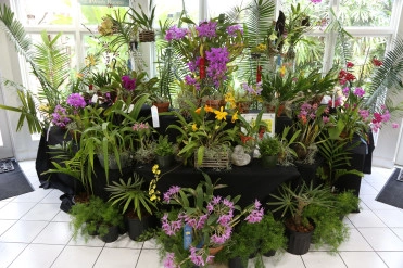 Botanic Park Orchid Show & Sale: A Springtime Oasis