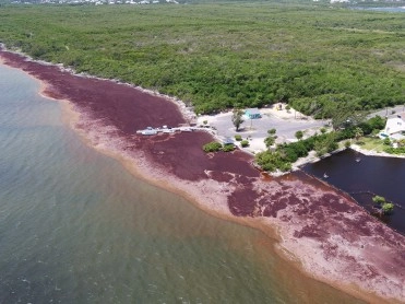 Government responds to North Sound Sargassum influx