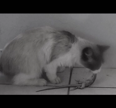 Premier Panton Responds to Animal Welfare Concerns