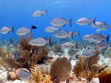 CCMI Statement – April 2025 Public Referendum on Developing Cruise Berthing Infrastructure in the Cayman Islands