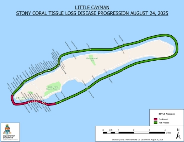 SCTLD Confirmed on Little Cayman