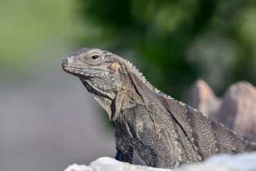 Precision rifle euthanasia improves humane outcomes