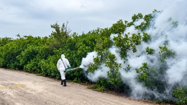 Mosquito Counts Fall as Control Efforts Continue