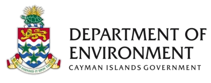 DoE announces special recruitment, training for Green Iguana cullers