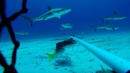 10 years of shark conservation in Cayman